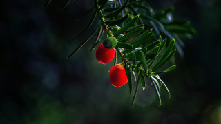 Tree berry branch leaf macro - a close up of a tree free wallpaper