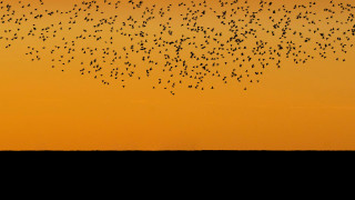 Birds flying over field sunset - over a field free wallpaper