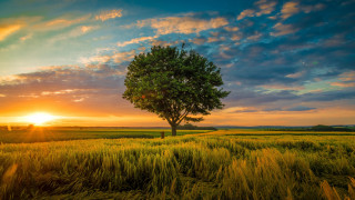 Tree field sunset clouds horizon - field free wallpaper for desktop