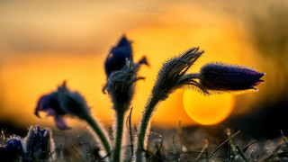 Flower sunset blurry background macro - daniel lieske free wallpaper
