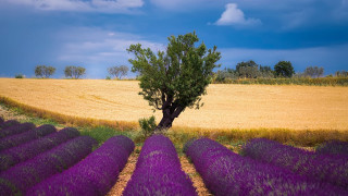 Lone tree lavender field blue 3 - didier mouron free wallpaper