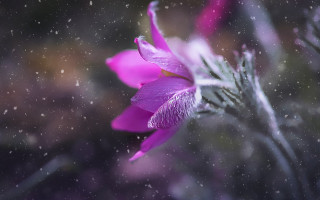 Purple flower macro water droplets - a purple flower free wallpaper
