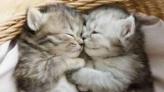 Kittens cuddling basket sleeping adorable - a basket together free wallpaper