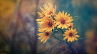 Yellow flowers table forest blurry - top of a table next free wallpaper