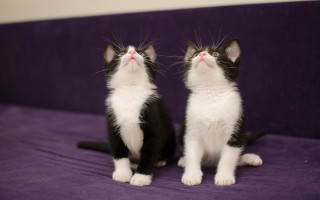 Kittens purple couch closed eyes - their eye free wallpaper