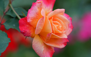 Pink rose macro blurry background 5 - rose free wallpaper