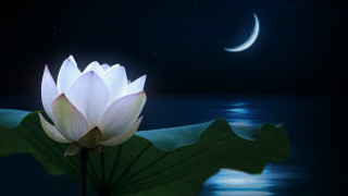 Lotus moon water magic realism - moonlight free wallpaper