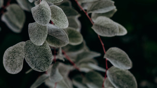 Frosted plant red stems bokeh - frost free wallpaper