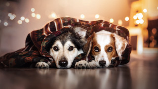 Shiba inu dogs blanket lights - the background and a dog free wallpaper