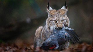 Surprised cat holding bird surreal - surrealism free wallpaper