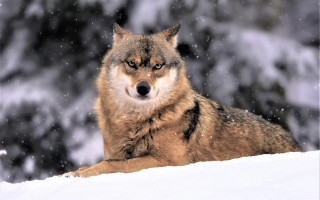 Wolf snow nature night moon - caspar wolf free wallpaper