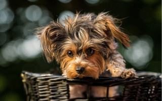 Small dog basket table green 2 - a basket free wallpaper