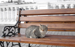 Cat bench park whitebuilding fence - constructivism free wallpaper