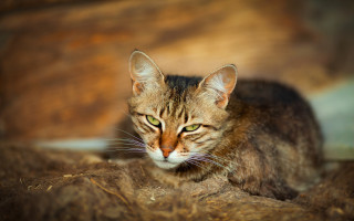 Cat hay sad focus blurry - neoplasticism free wallpaper