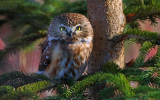 Brown owl green eyes nature - green eye free wallpaper