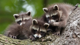 Raccoons tree branch outdoor nature - looking free wallpaper