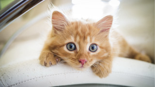 Small orange kitten blue eyes - a white chair free wallpaper