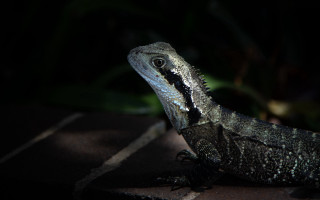 Lizard brick dark upward blurry - david dougal williams free wallpaper
