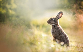 Rabbit grass looking up bokeh - beatrix potter free wallpaper