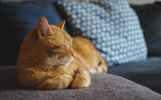 Sleeping cat couch pillows photorealistic - felix octavius carr darley free wallpaper
