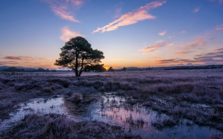 Tree sunset puddle field urban - the foreground free wallpaper