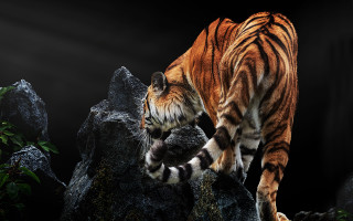 Tiger walking rock dark room - a black light free wallpaper