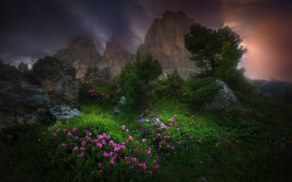 Flower field rocks cloudy night - a dark sky in the background free wallpaper