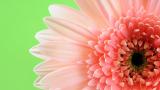 Pink flower green background closeup - a green background in the background free wallpaper