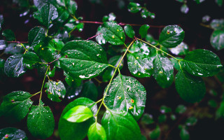Green leaves water drops naturalism - a green plant free wallpaper
