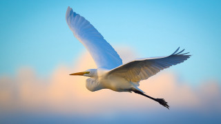 White bird blue sky clouds - bird free wallpaper