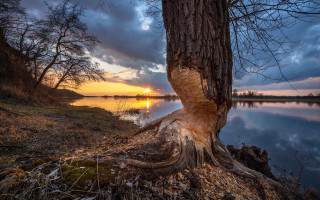 Sunset tree lake clouds ecological - a sunset in the background free wallpaper