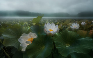 Water lilies foggy mountain dreamlike - foggy free wallpaper