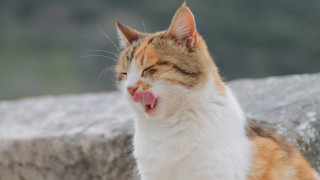 Cat yawning outdoor sun blurry - its mouth open free wallpaper