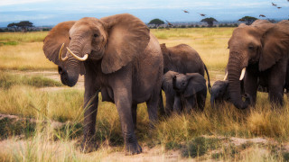 Elephants field birds blue sky - overhead in the background free wallpaper