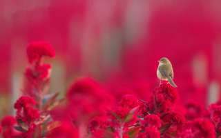 Bird red flower field macro - red flower free wallpaper