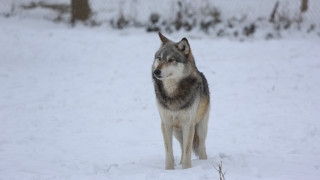 Wolf snow shiba inu puzzle - caspar wolf free wallpaper
