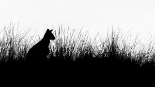 Giraffe tallgrass silhouette monochrome sky - tall grass free wallpaper