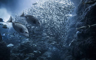 Underwater fish school rocky cliff - a large group of fish swimming free wallpaper
