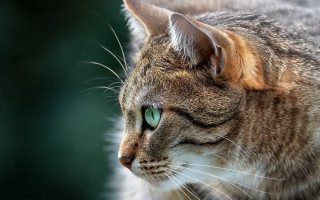 Cat green eyes macro photography - sharp focus free wallpaper