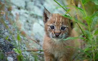 Kitten green field rock wall - a small kitten free wallpaper