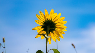 Large sunflower blue sky green - a few green leaf free wallpaper