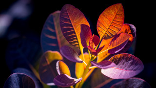 Red leaves green stem glow - a plant free wallpaper