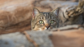 Cat green eye rock wall - a green eye free wallpaper