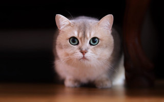 White cat green eyes blurry 5 - green eye free wallpaper