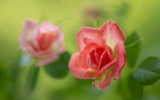 Pink rose green leaves blurry 12 - a pink rose free wallpaper