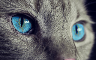 Gray cat blue eyes black - a gray cat free wallpaper