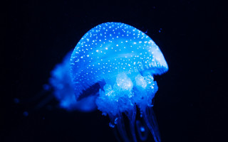 Blue jellyfish bubbles holography bioluminescence 2 - bioluminescence free wallpaper
