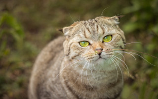 Cat green eyes outdoors bokeh - a blurry background of grass and bushes free wallpaper