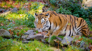 Tiger forest leaves rocks tree - a tiger free wallpaper