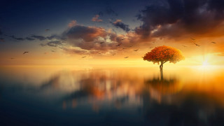 Tree lake birds sunset dreamlike - david martin free wallpaper for desktop